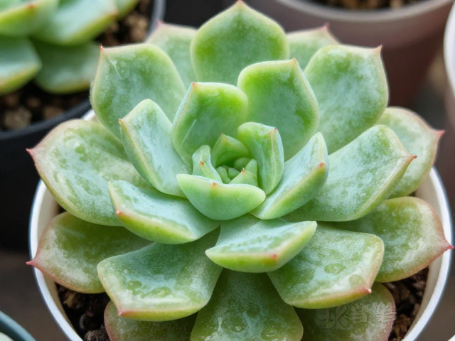 多肉控养老桩叶面有光泽？3步快速判断植株优劣好坏教程