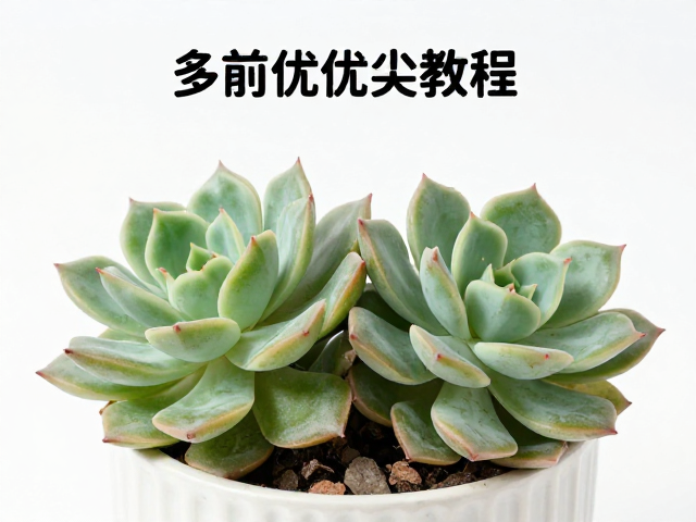 多肉植株优劣教程，叶色自然稳定，病弱苗勿贪低价入手