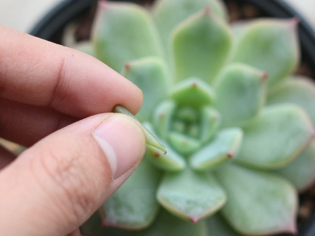 轻捏叶片辨优劣！多肉普货苗快速鉴定教程，新手避坑指南