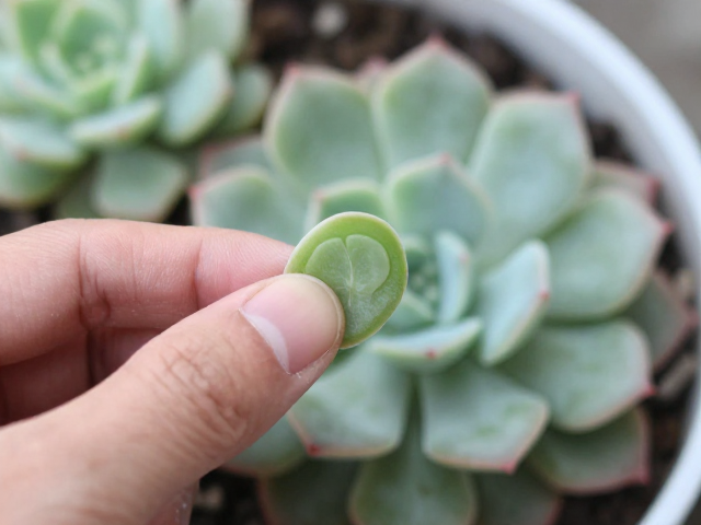 触感反馈与叶片状态解析