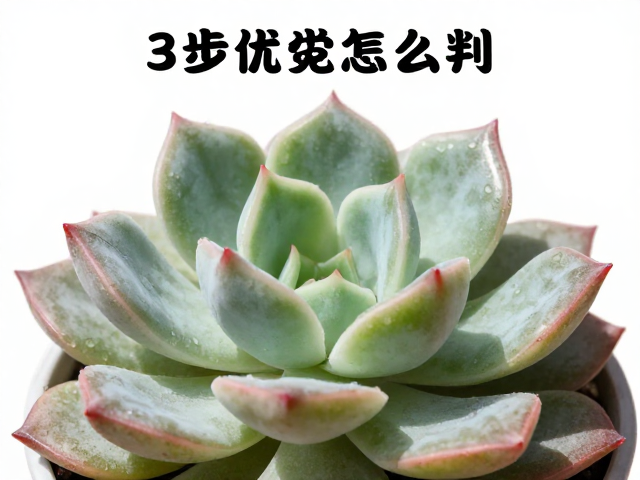 多肉优劣怎么判？无红蜘蛛痕迹，无病虫害，3步快速鉴别教程