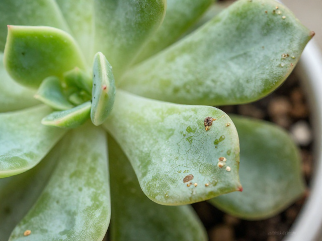 多肉化水叶背虫害怎么判？3步快速判断植株优劣教程
