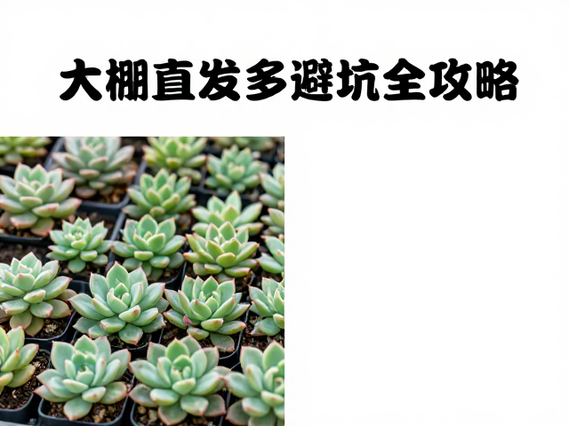 缓苗与定植的环境过渡策略