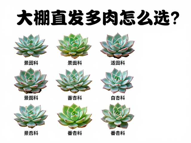 高适应性品种推荐:景天科与番杏科