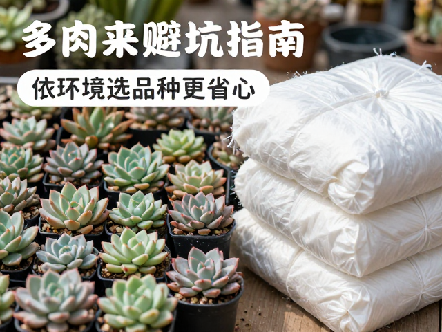 光照管理：避免冻伤与徒长的平衡