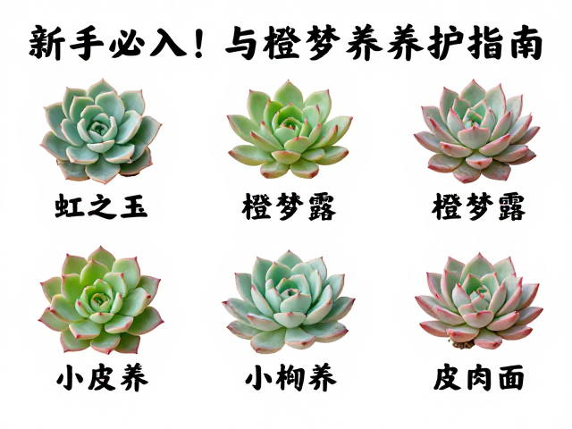 新手必入！虹之玉与橙梦露养护指南，皮实好养多肉入门大全