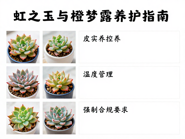 光照管理与温度控制
