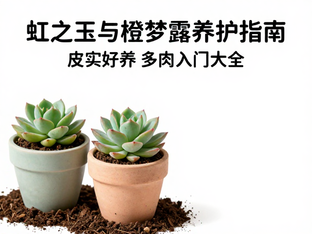 土壤配置与花盆选择