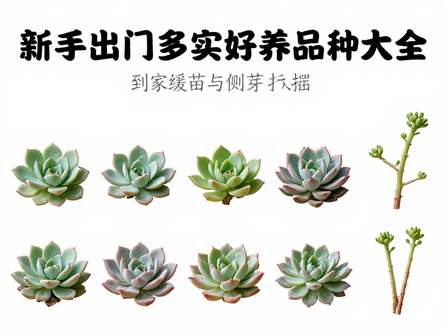 侧芽扦插与繁殖技巧