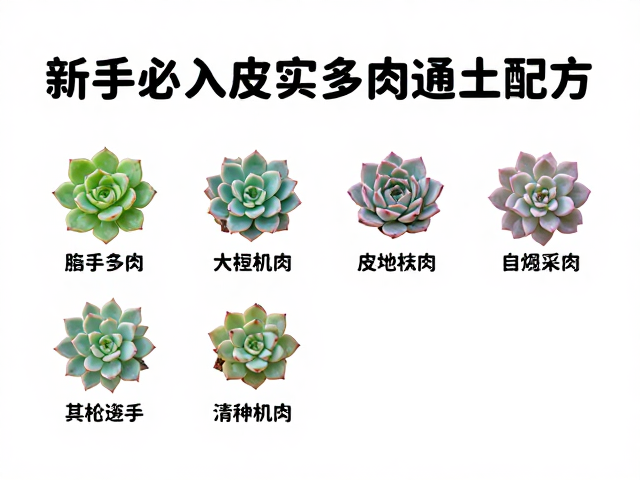 新手必入皮实多肉，通用土配方，本地花市这样买不踩坑