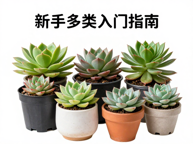 组合盆栽的审美与养护协同