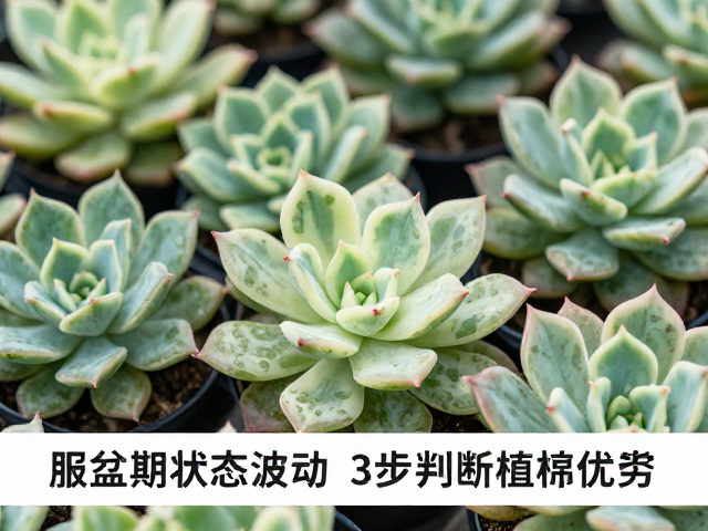 多肉锦化品种溢价高？服盆期状态波动，3步判断植株优劣