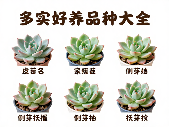 到家缓苗的标准操作流程