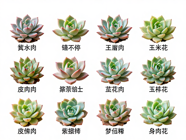 新手入门多肉选购指南，秋冬日照上色，盘点皮实好养品种大全