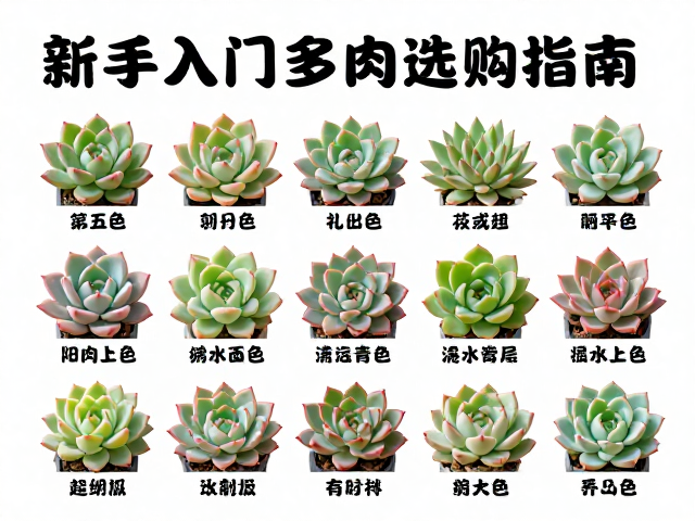 养护细节与避坑指南:浇水与土壤配置