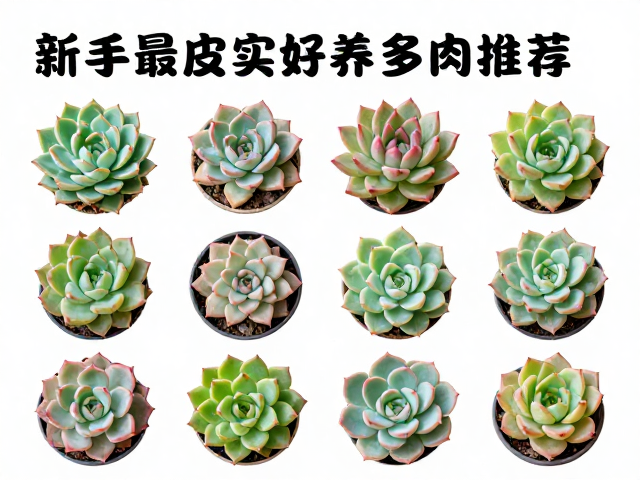 新手最皮实好养多肉推荐，颗粒土为主，新手友好型品种大全
