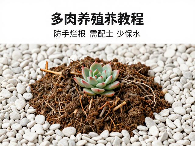浇水频率需根据季节与环境动态调整,切忌机械执行