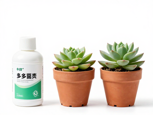 新手多肉种植教程，备好多菌灵，上盆后暂不暴晒