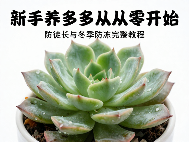 新手养多肉从零开始，防徒长与冬季防冻完整教程