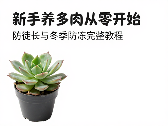 冬季防冻完整教程:安全越冬的关键措施