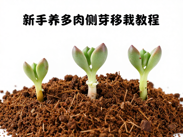 新手养多肉侧芽移栽教程，选颗粒土，分步实操指南