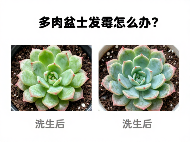 叶片恢复与后续观察