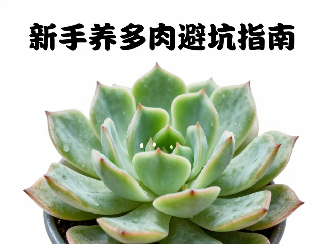 新手养多肉避坑指南，别因叶片变软乱浇水，慎买锦化多肉