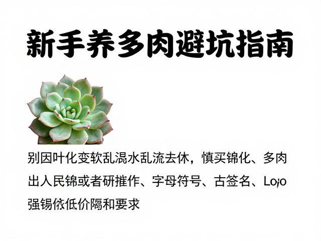 警惕低价促销陷阱,避免购入药锦或激素催花植株