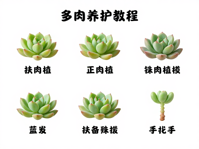 缓苗期管理与日常养护