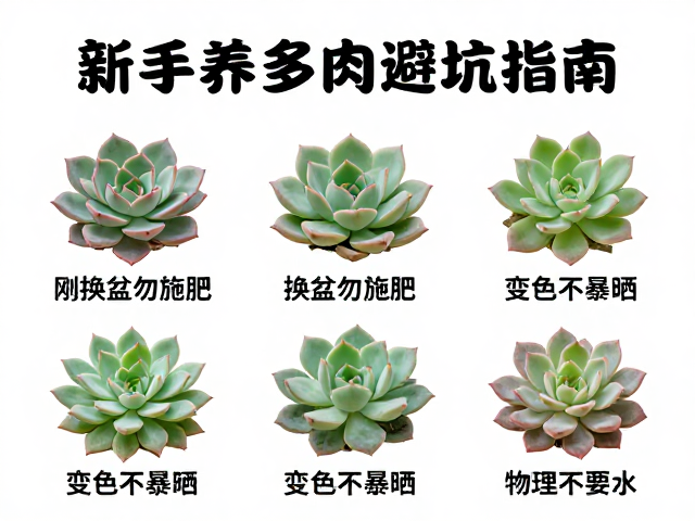 常见病害识别与物理干预措施