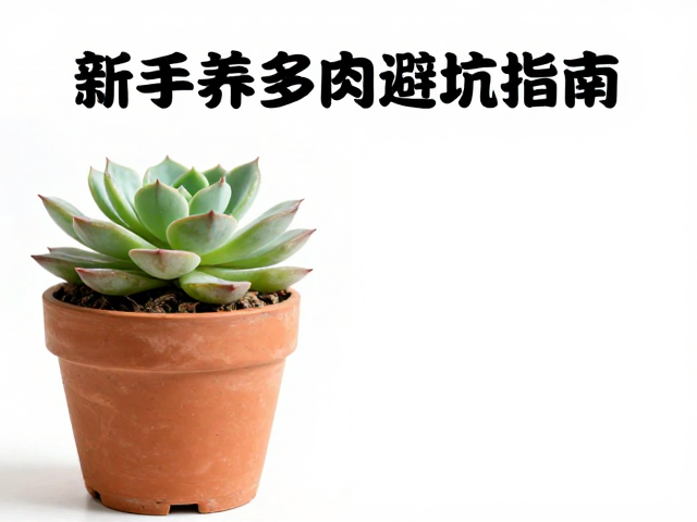 先服盆再养护,静养与光照的平衡术