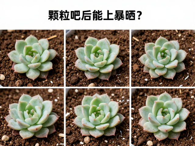 缓期管理与光照过渡