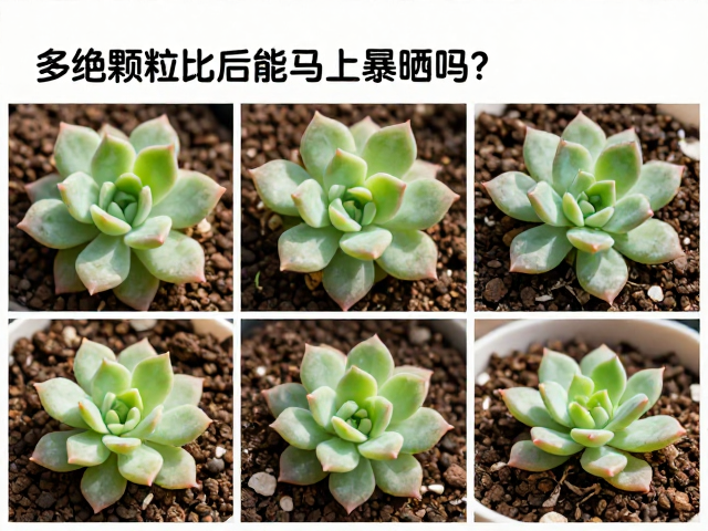 暴晒的时机与判断标准