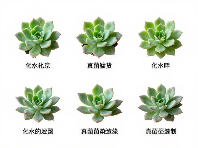 真菌感染预防与定植操作