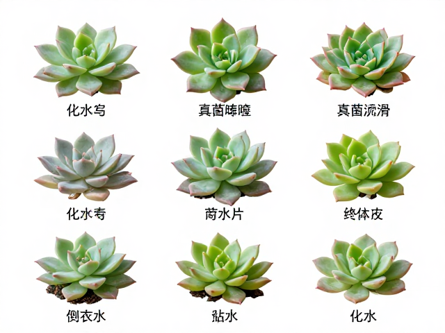 定植后的养护与环境监控