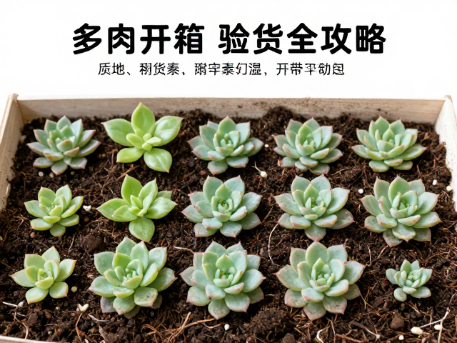 土壤选择与上盆定植