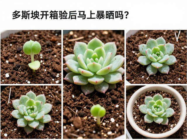 水分管理与长期养护