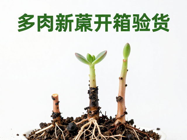 茎秆黑腐与根系状况排查