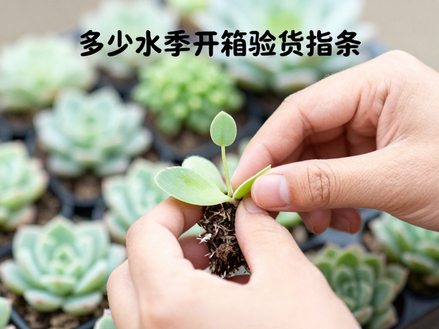 多肉新苗开箱验货全步骤，摘除化水叶，雨季加强通风指南