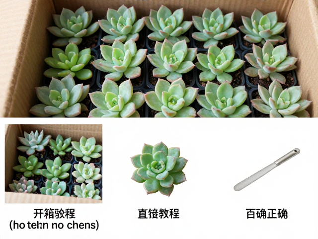 多肉新苗开箱验货，叶片紧实不透明未检查直接混养？正确处理步骤详解