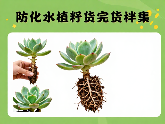 化水植株的急救处理