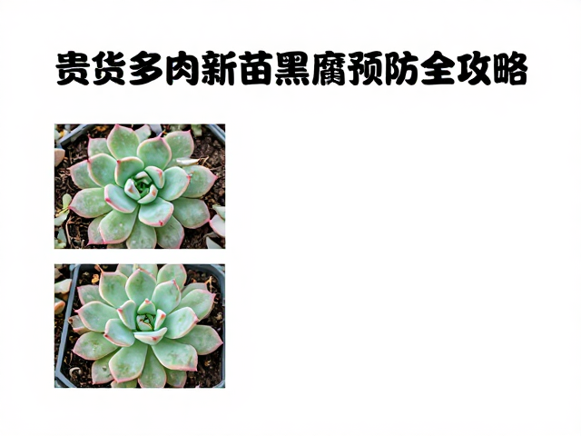 缓期适应：环境过渡与定植前的准备工作