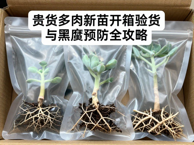 贵货多肉新苗开箱验货与黑腐预防全攻略