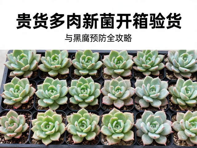 长期维稳：季节性调整与病害管理策略
