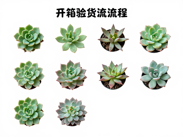 定植与初期养护管理