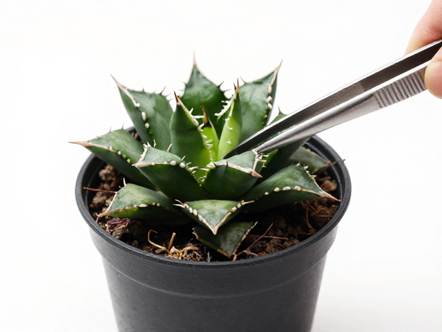 上盆种植与初期养护要点