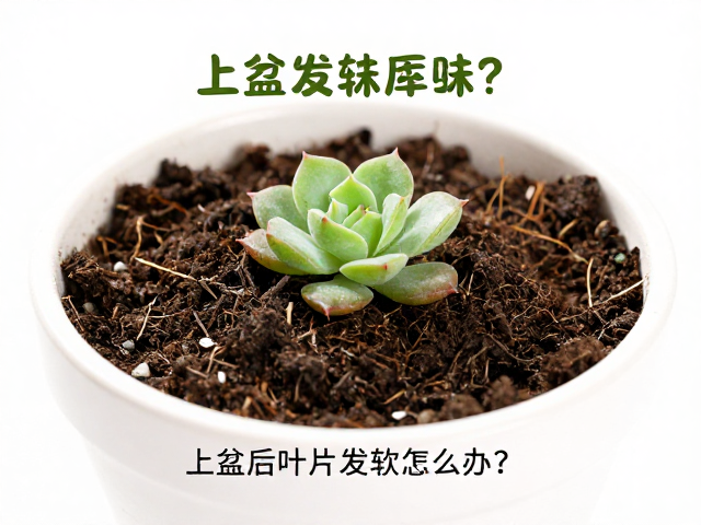 缓苗期的环境与水分管理策略