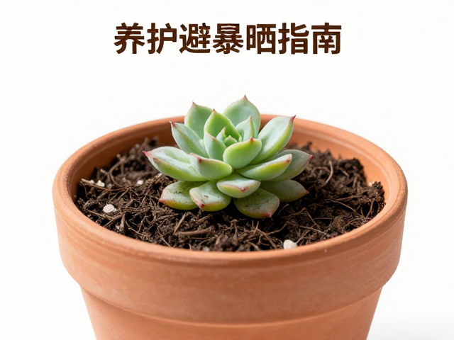 上盆操作细节与定根水管理