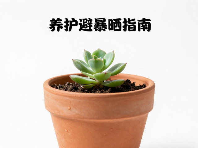 日常养护中的水分与通风平衡
