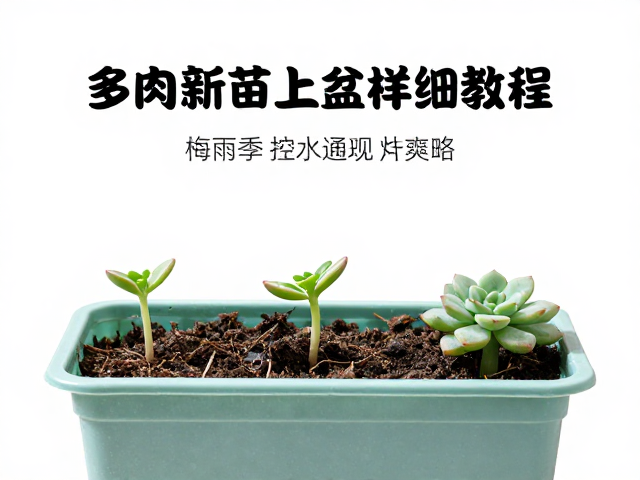 低温环境下的缓苗策略与温度管理